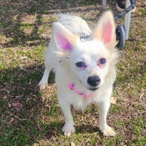 Meet your Posher, Starlette